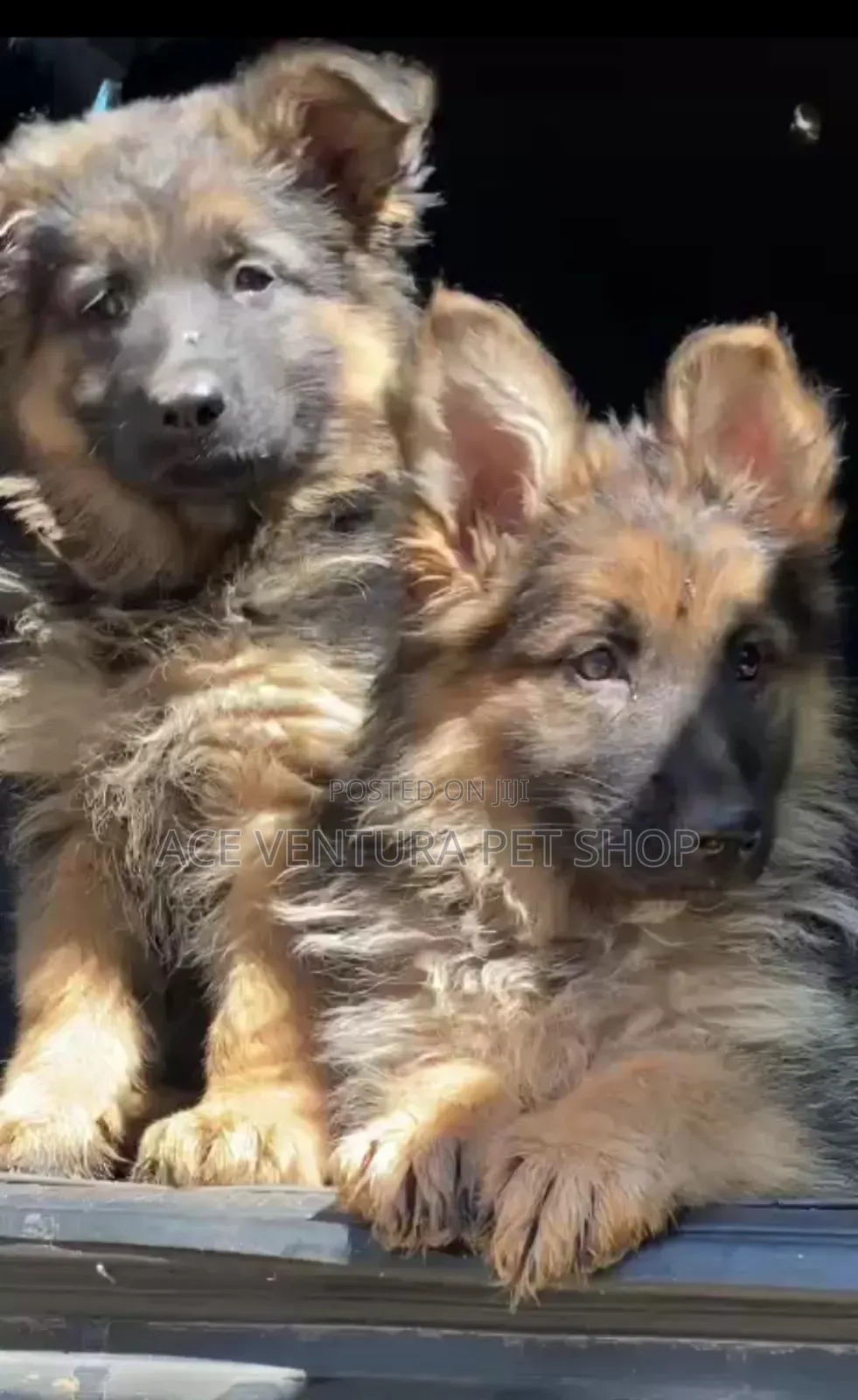 1-3 months Male Purebred German Shepherd