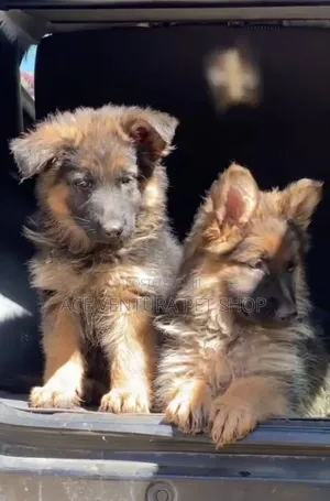 1-3 months Male Purebred German Shepherd