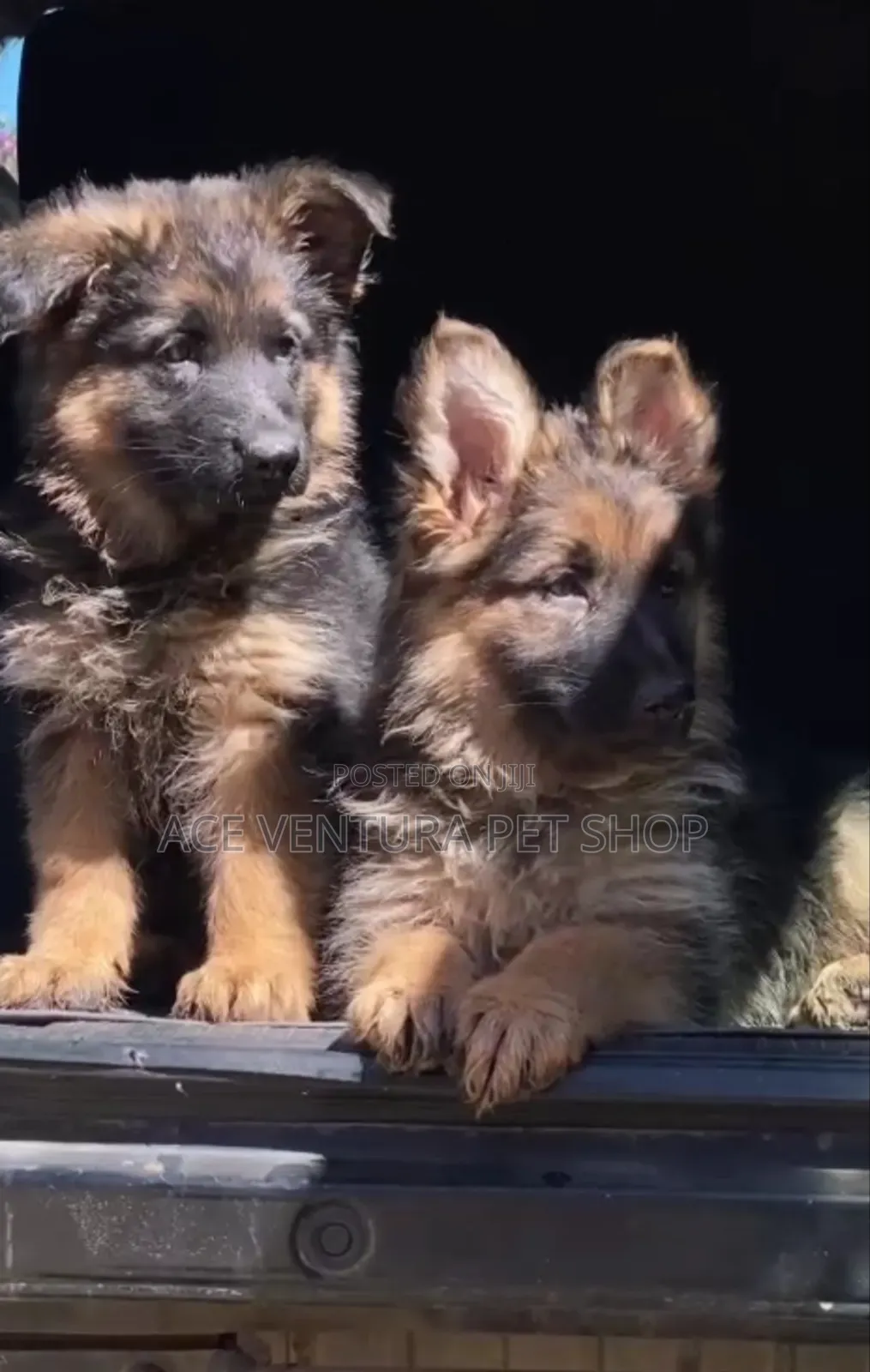 1-3 months Male Purebred German Shepherd