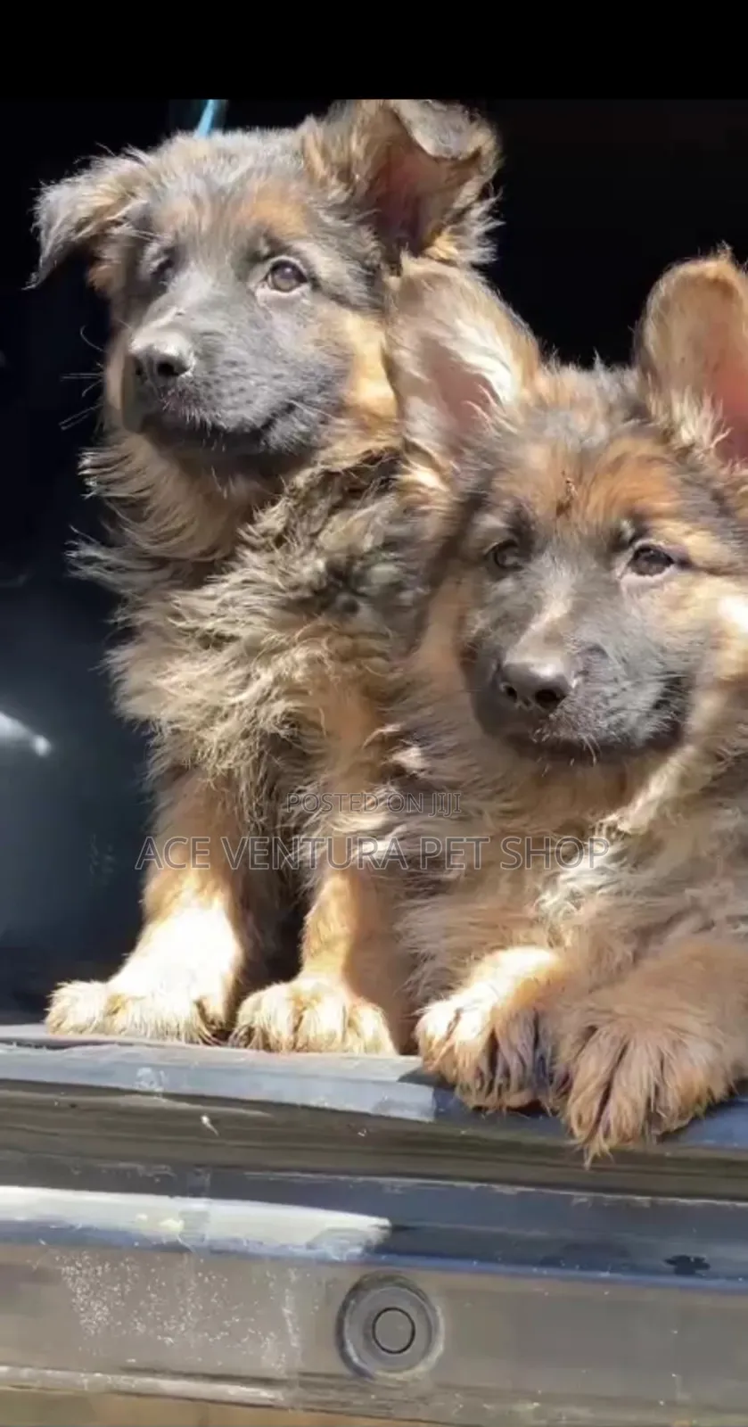 1-3 months Male Purebred German Shepherd