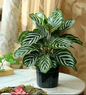 Photo - Herb Plant Type