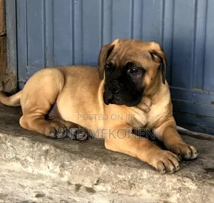 1-3 months Male Purebred Bullmastiff