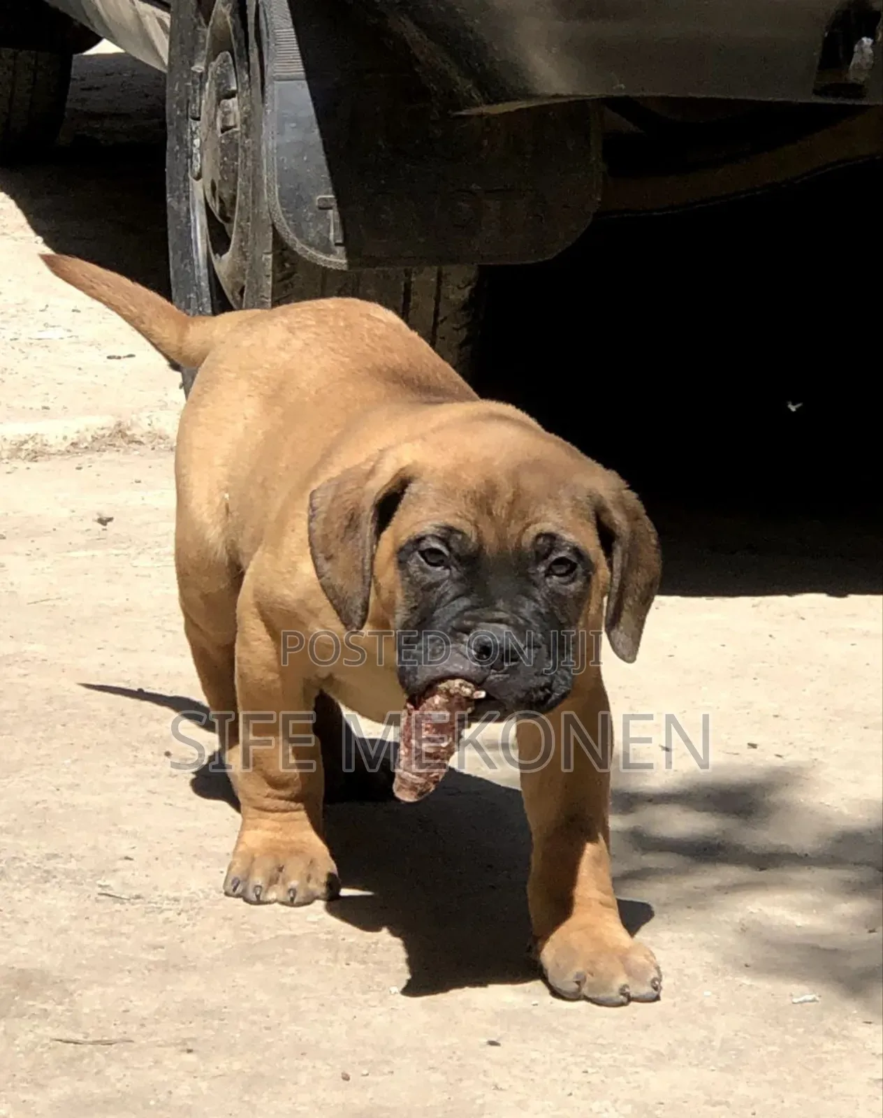 1-3 months Male Purebred Bullmastiff