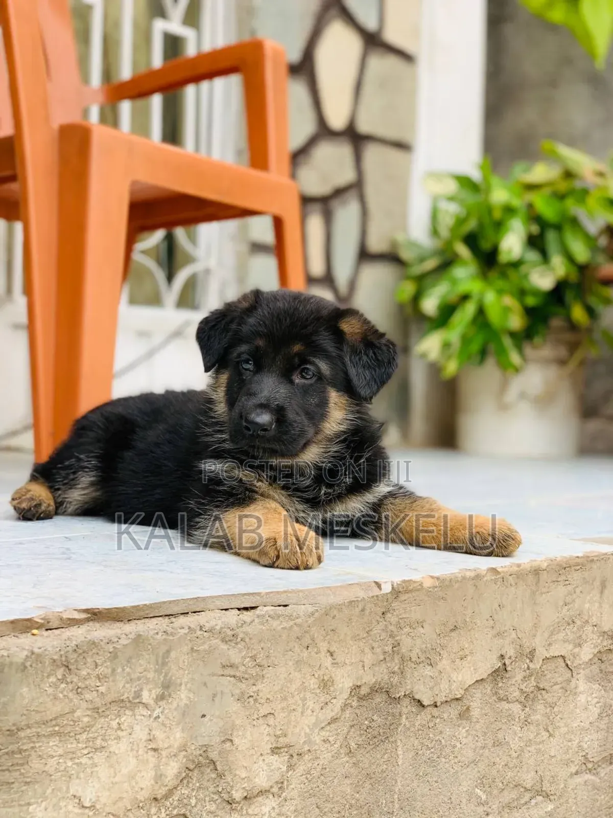 1-3 months Male Purebred German Shepherd