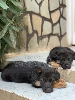 1-3 months Male Purebred German Shepherd