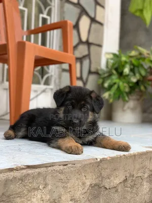 1-3 months Male Purebred German Shepherd