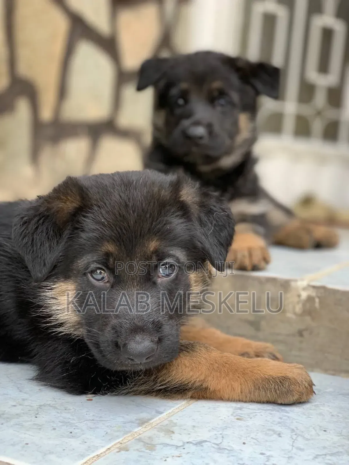 1-3 months Male Purebred German Shepherd