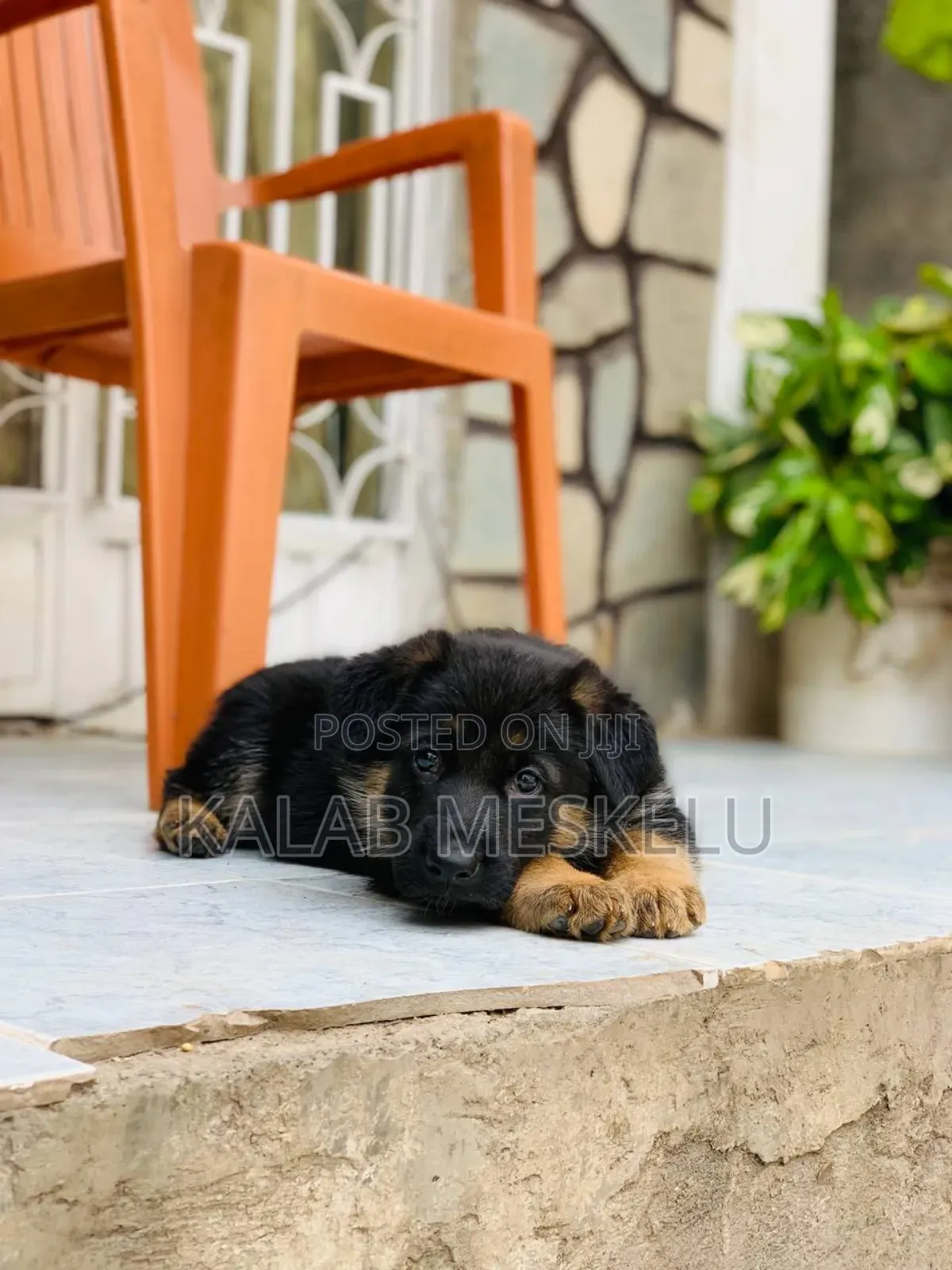 1-3 months Male Purebred German Shepherd