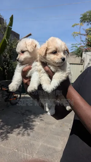 1-3 months Male Purebred Maltese