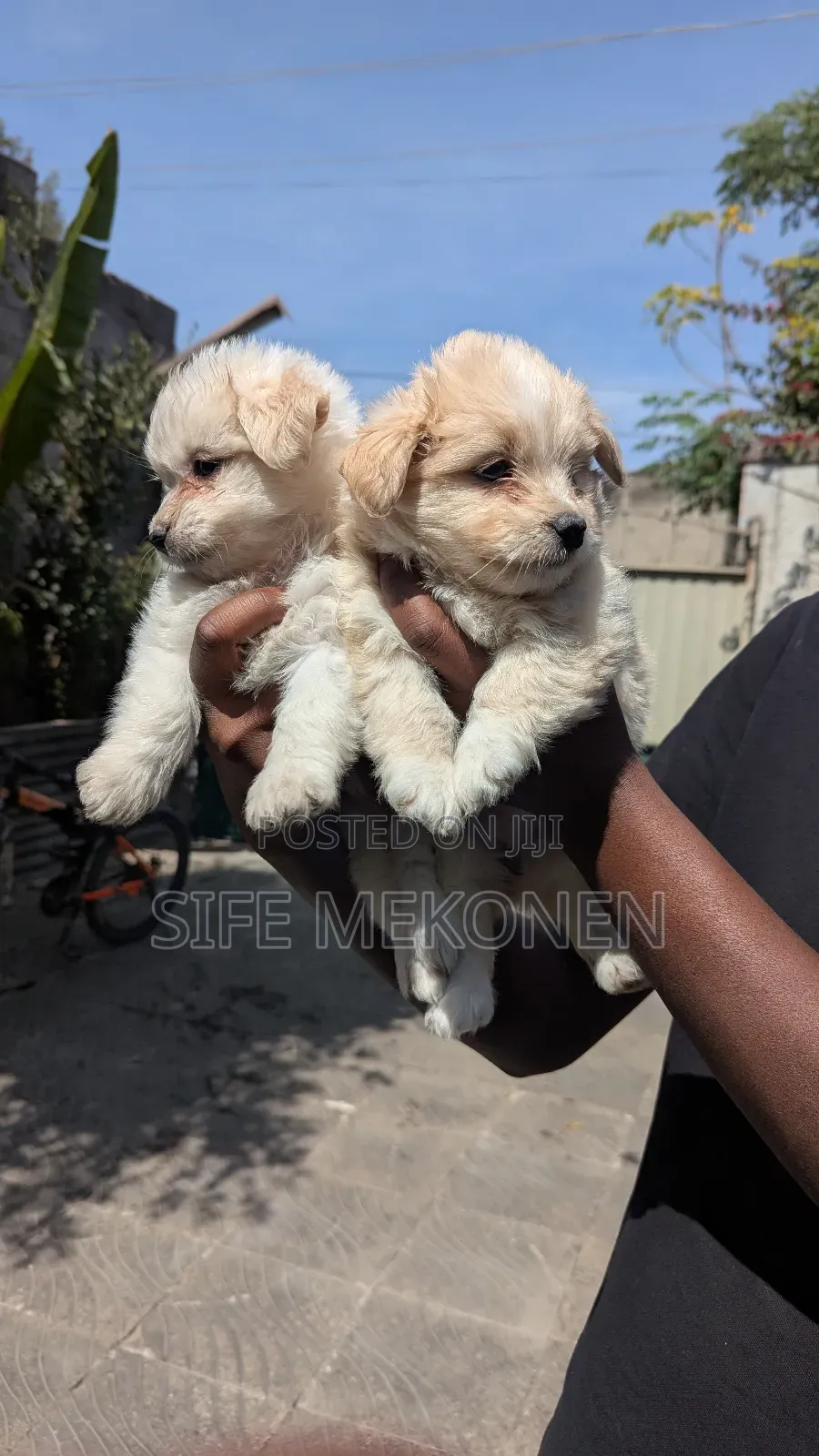 1-3 months Male Purebred Maltese
