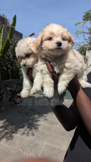1-3 months Male Purebred Maltese