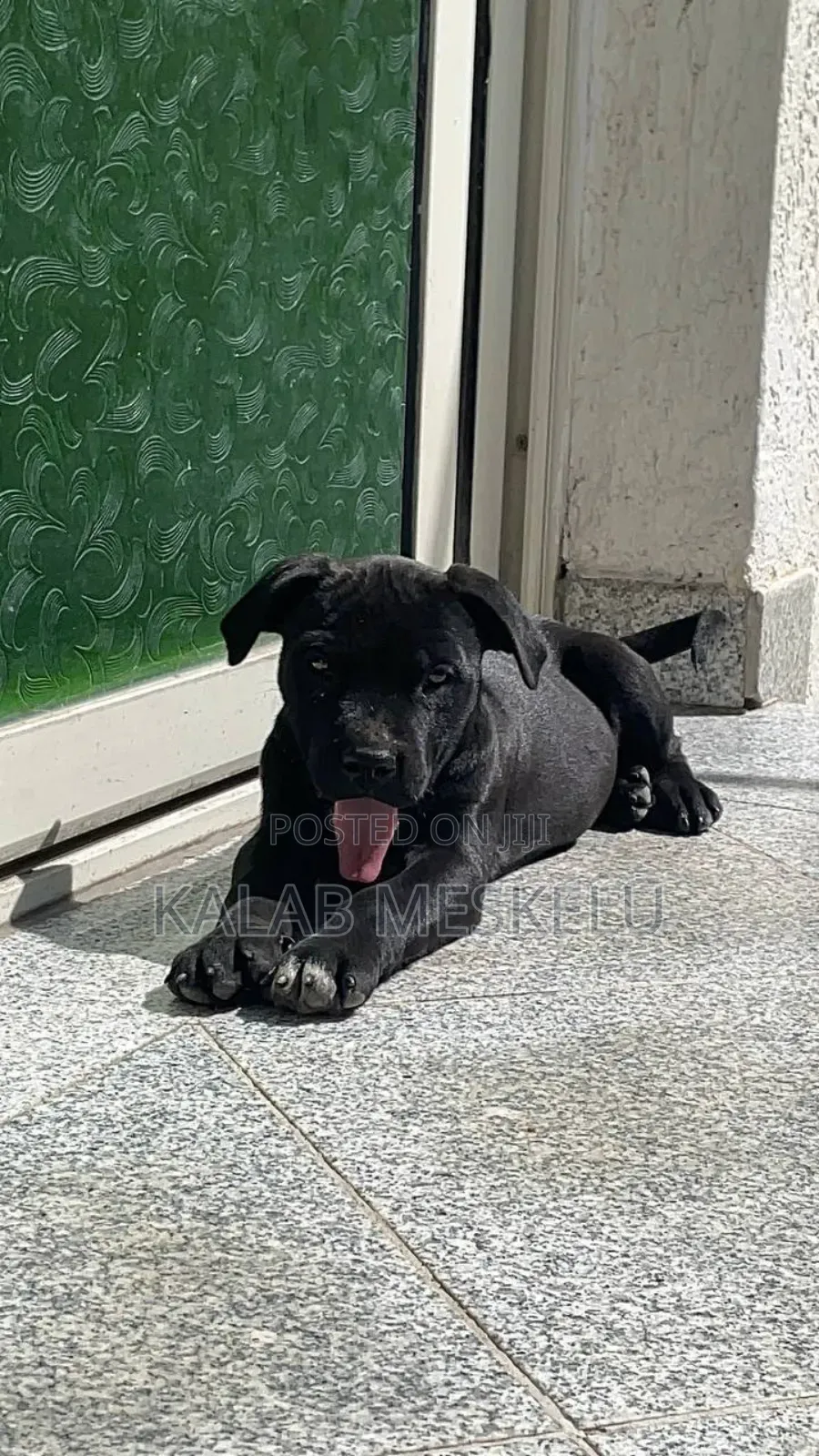 1-3 months Male Purebred American Pit Bull Terrier