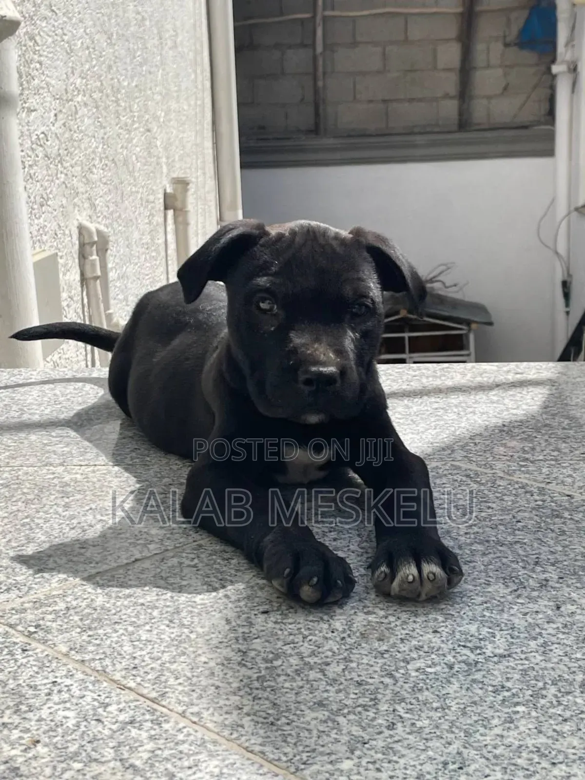 1-3 months Male Purebred American Pit Bull Terrier