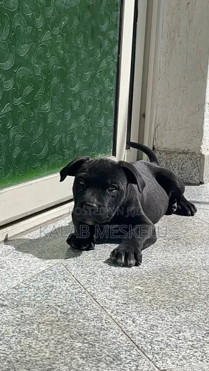 Photo - 1-3 months Male Purebred American Pit Bull Terrier