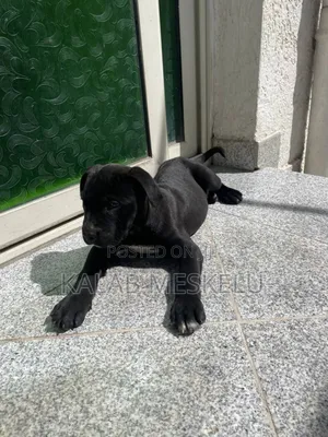 1-3 months Male Purebred American Pit Bull Terrier