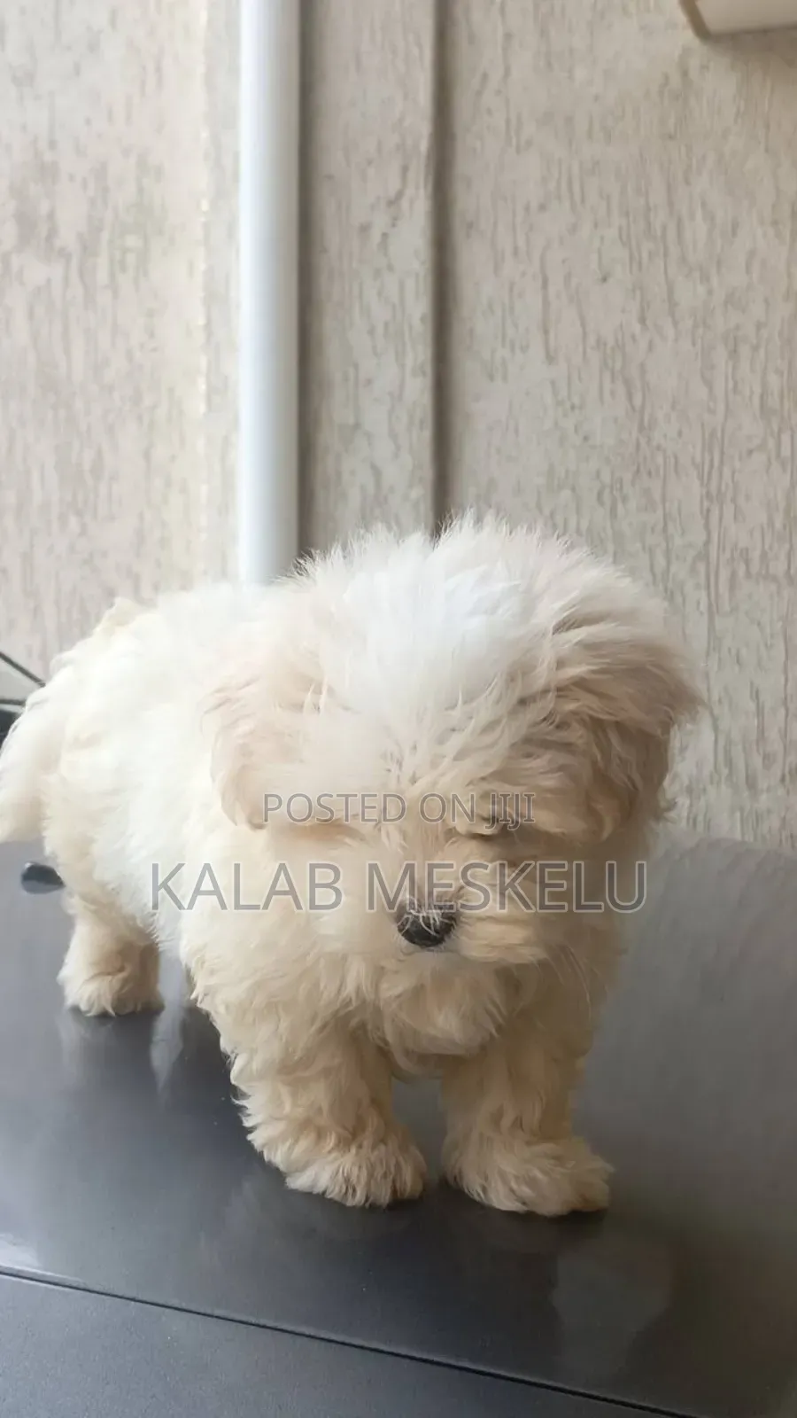 1-3 months Male Purebred Maltese