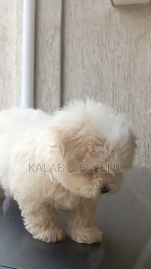 1-3 months Male Purebred Maltese
