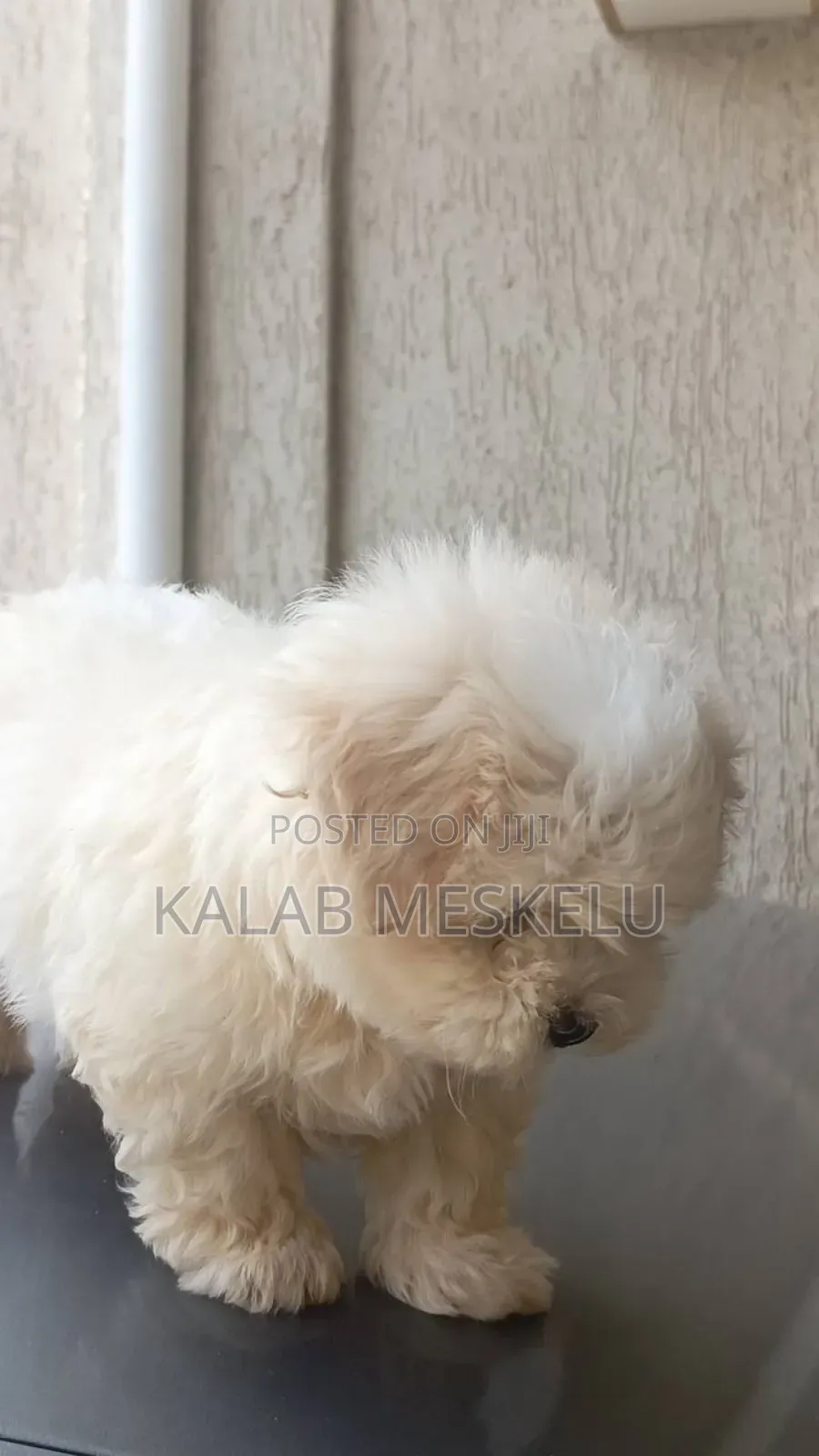 1-3 months Male Purebred Maltese