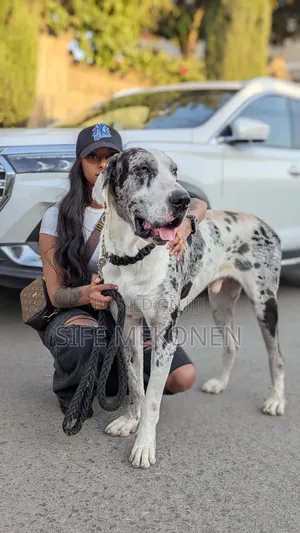 Photo - 1-3 months Male Purebred Great Dane