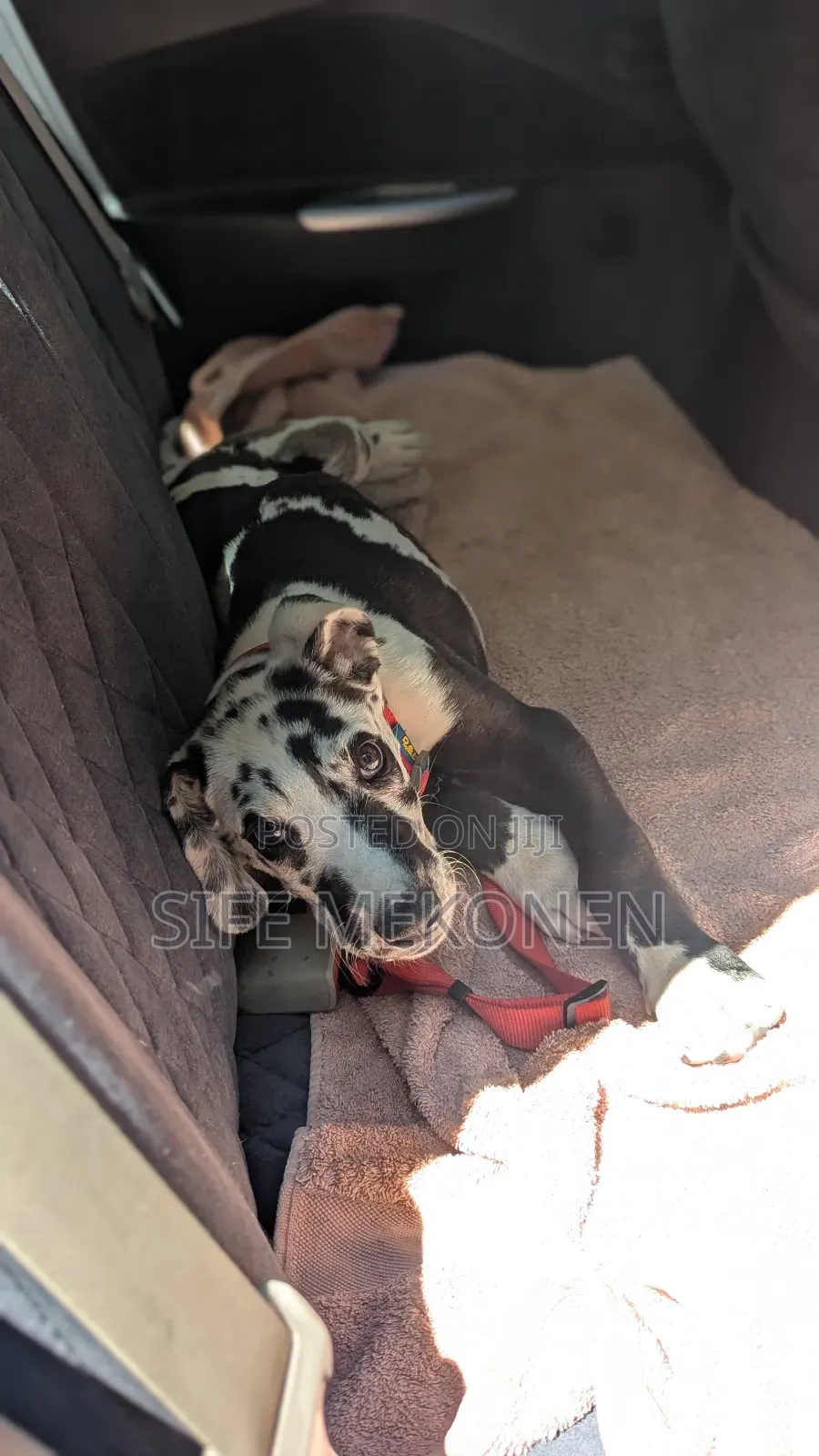 1-3 months Male Purebred Great Dane