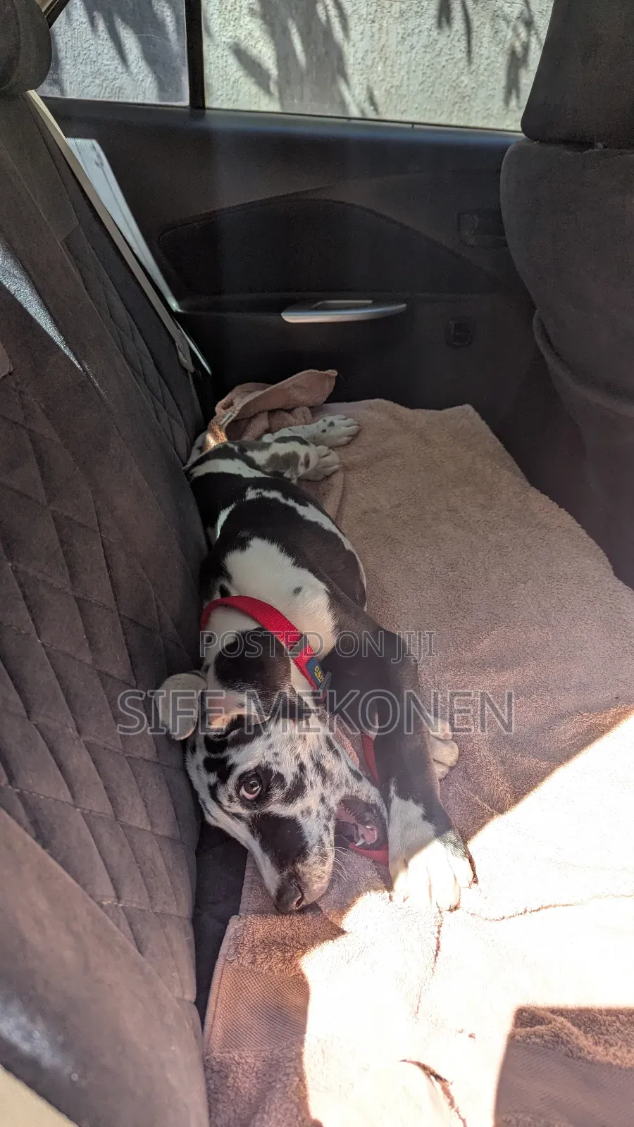 1-3 months Male Purebred Great Dane