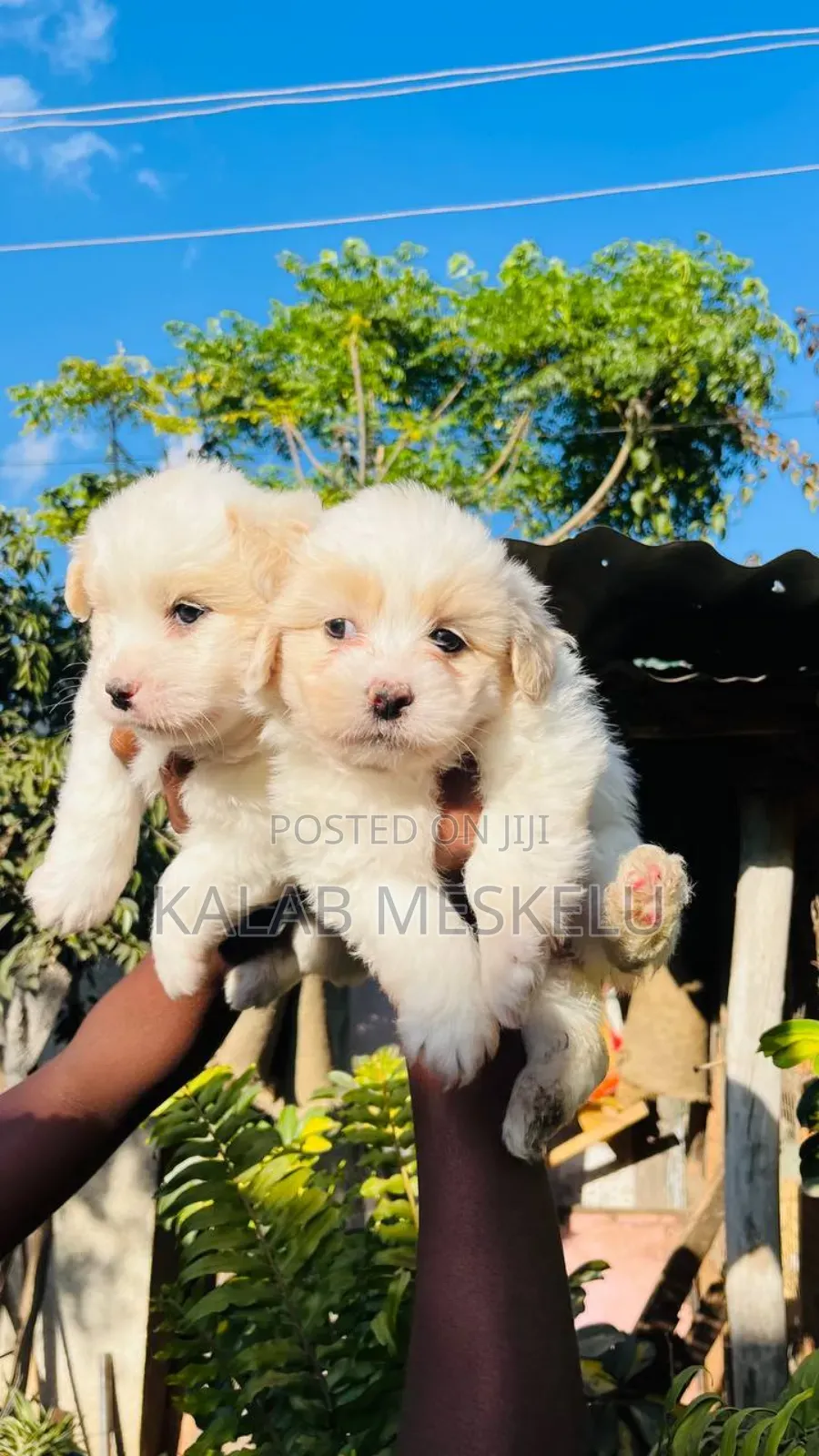 1-3 months Male Purebred Maltese