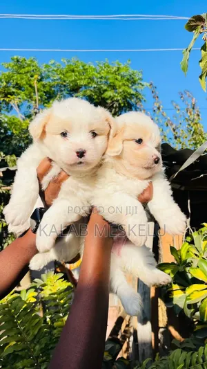 1-3 months Male Purebred Maltese