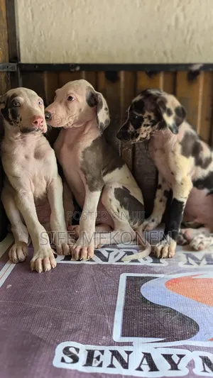 Photo - 1-3 months Male Purebred Great Dane