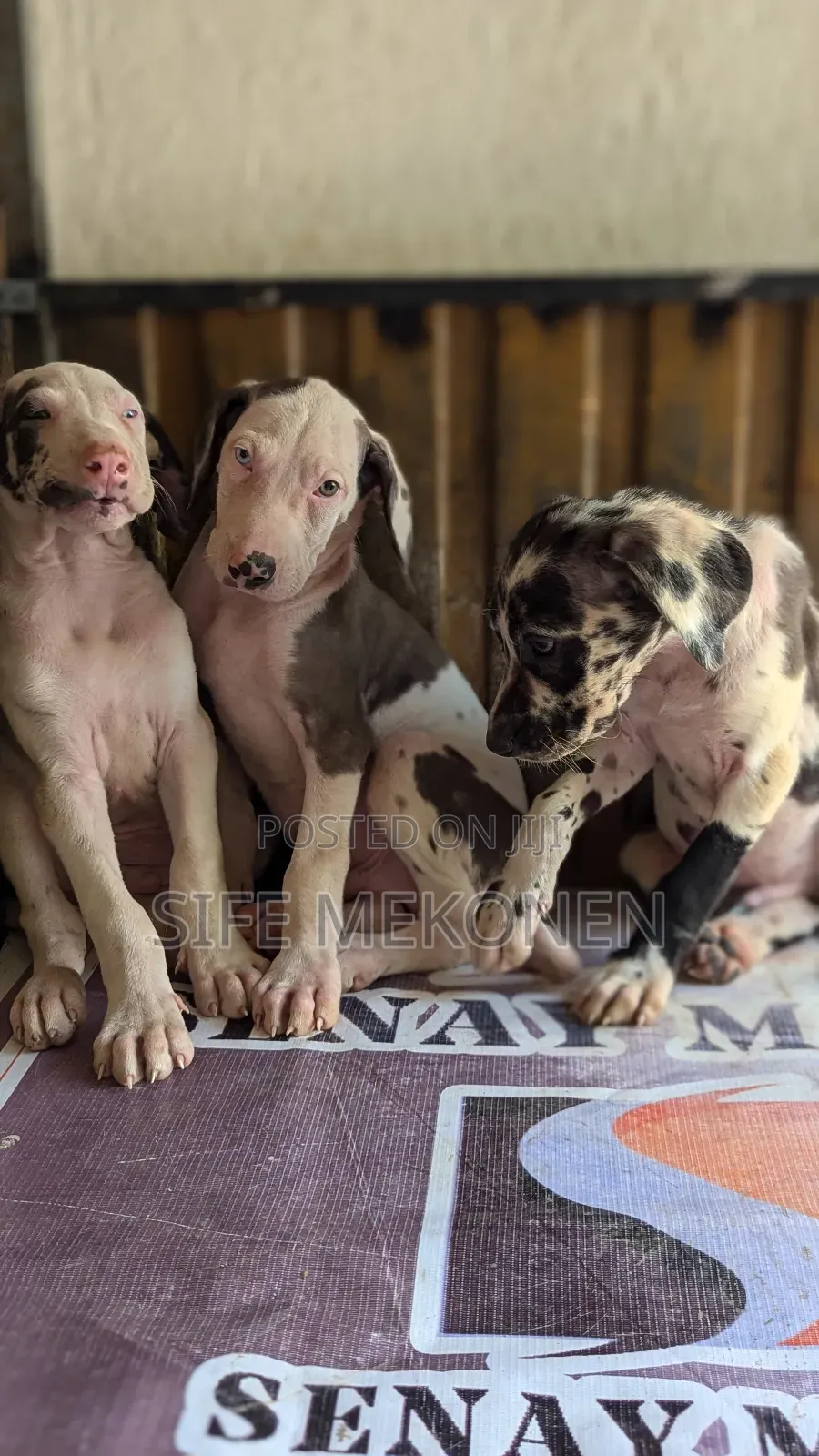 1-3 months Male Purebred Great Dane