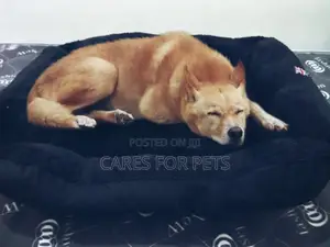 Photo - Medium Size Dog Bed