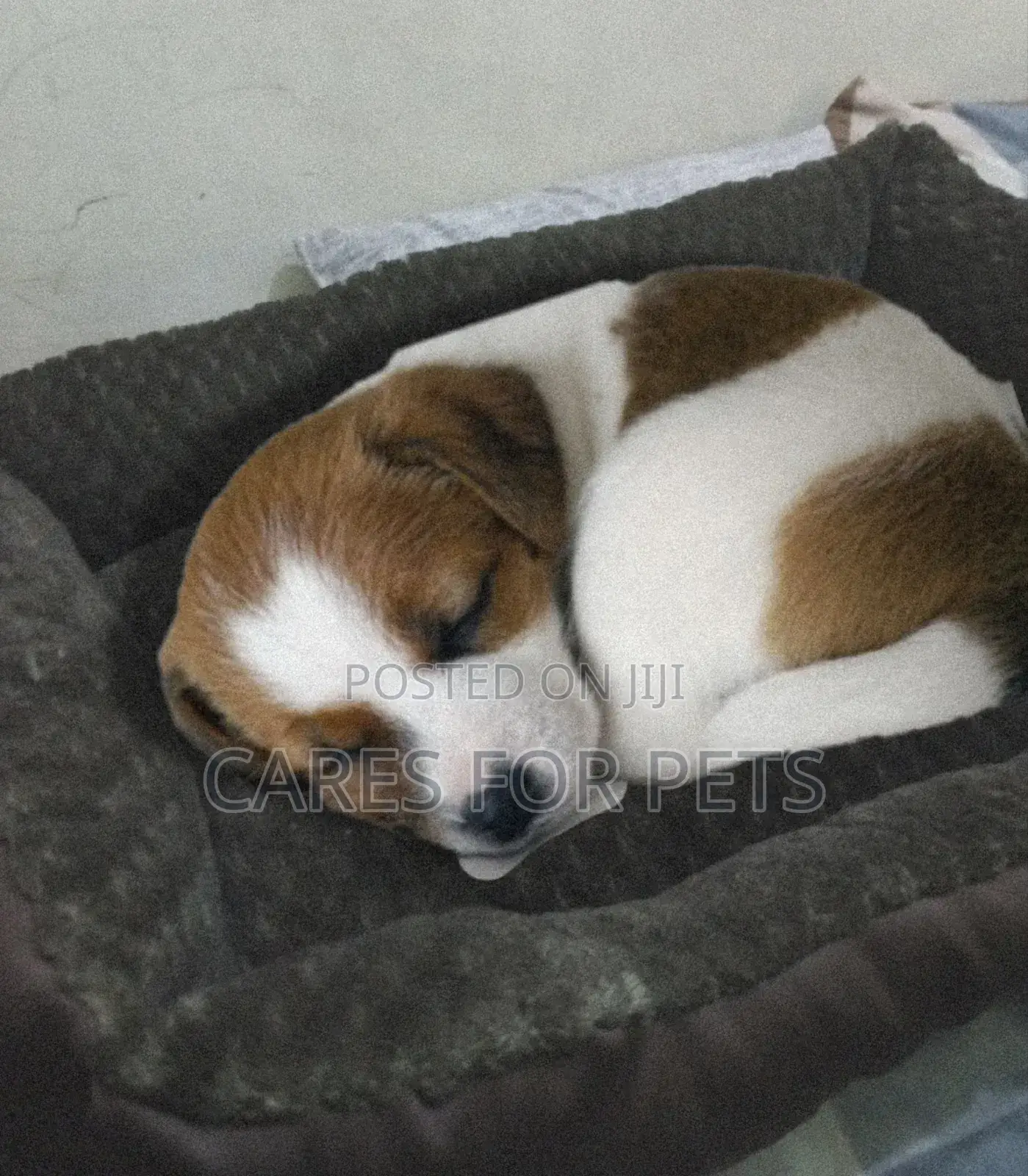 Brown Large Size Dog Bed