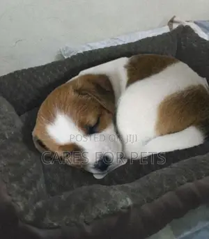 Photo - Brown Large Size Dog Bed