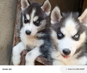 Photo - 1-3 months Male Purebred Siberian Husky
