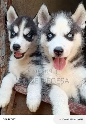 1-3 months Male Purebred Siberian Husky