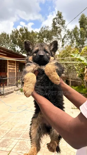 Photo - 1-3 months Male Purebred German Shepherd