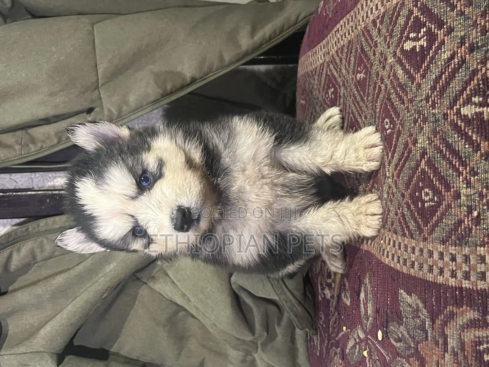 1-3 months Female Purebred Siberian Husky