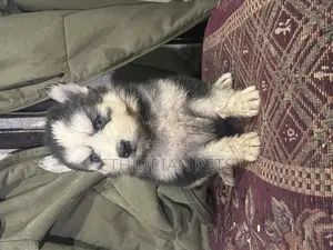 1-3 months Female Purebred Siberian Husky