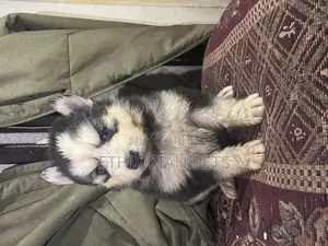 Photo - 1-3 months Female Purebred Siberian Husky