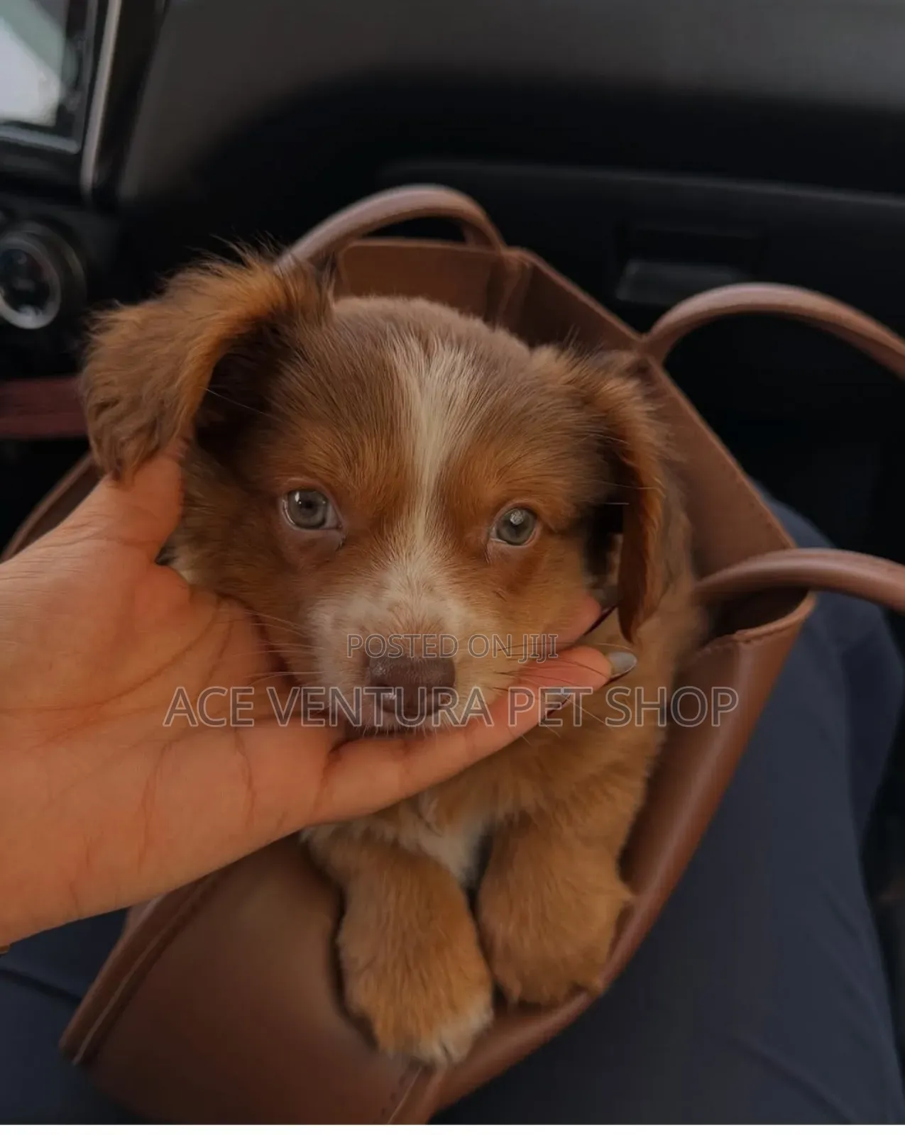 1-3 months Male Purebred Maltese
