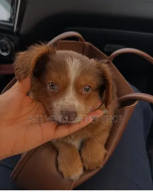 Photo - 1-3 months Male Purebred Maltese