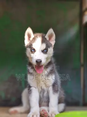 1-3 months Male Purebred Siberian Husky