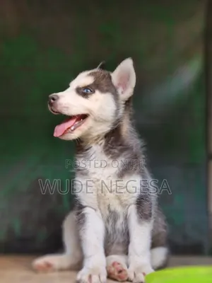 1-3 months Male Purebred Siberian Husky