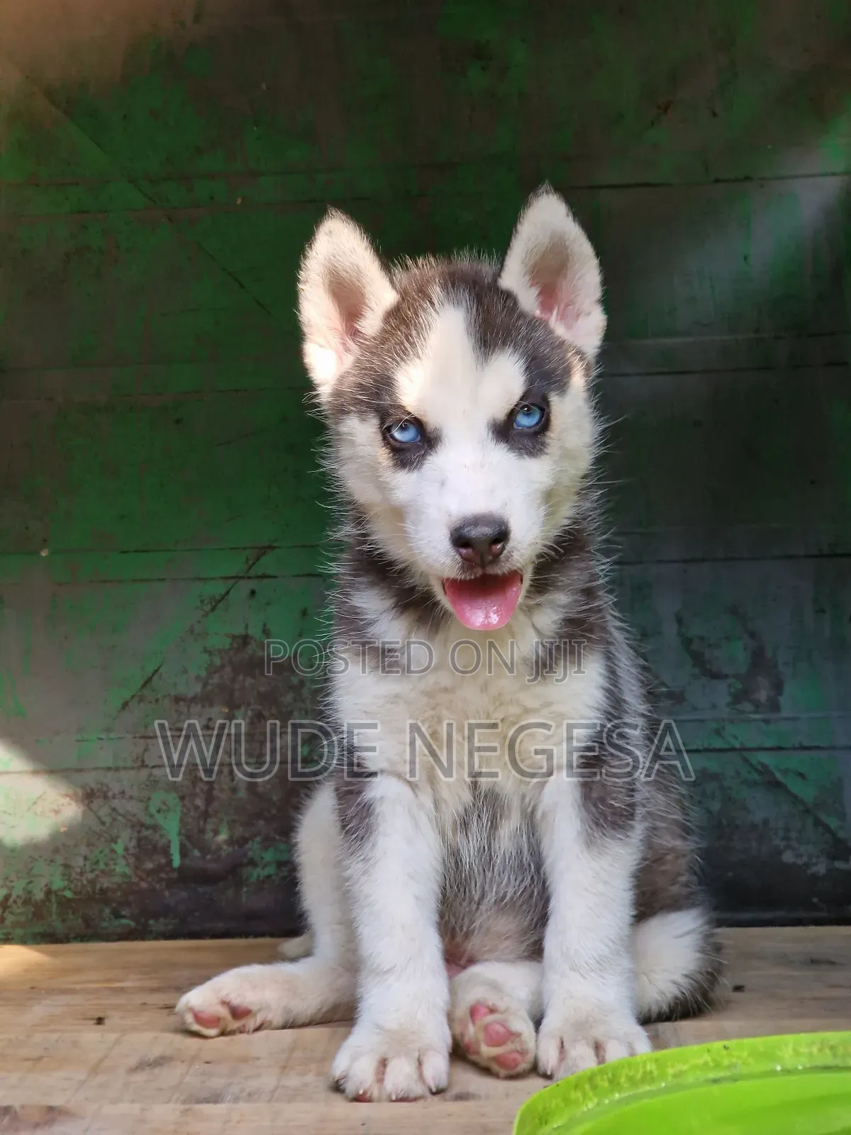 1-3 months Male Purebred Siberian Husky