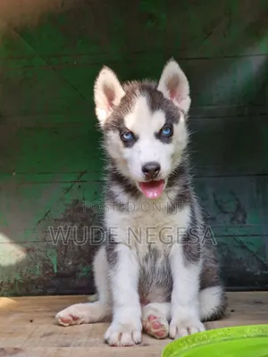 Photo - 1-3 months Male Purebred Siberian Husky
