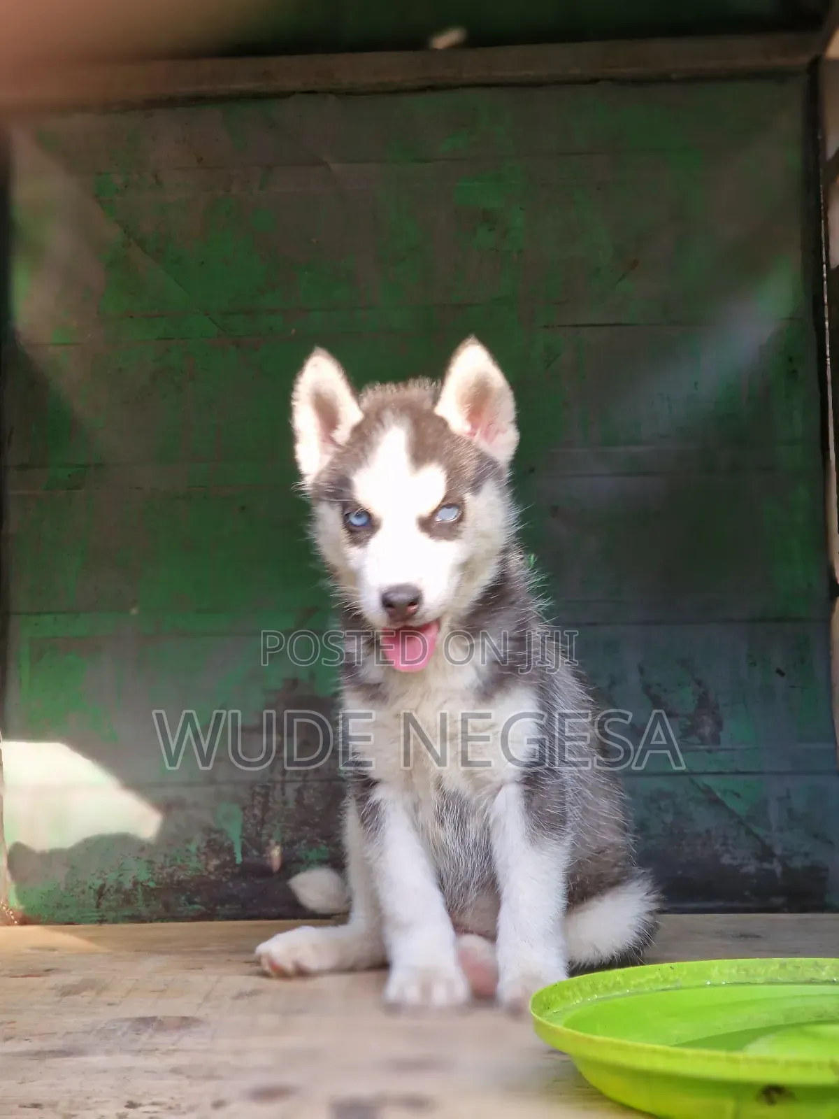 1-3 months Male Purebred Siberian Husky