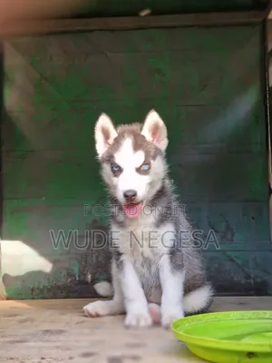 1-3 months Male Purebred Siberian Husky