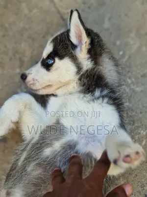 1-3 months Male Purebred Siberian Husky