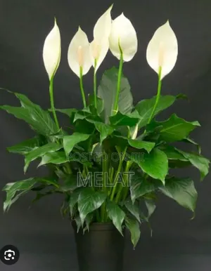 Photo - Indoor Plants