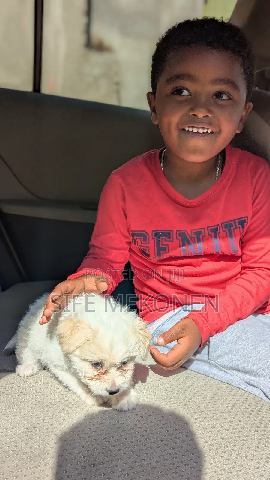 1-3 months Male Purebred Maltese