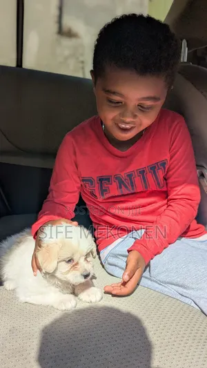 Photo - 1-3 months Male Purebred Maltese